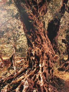 Ecomuseum of the Olive tree- Volx, Provence.7