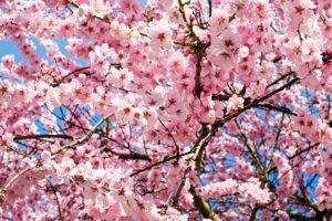 japanese-cherry-trees-3063992_960_720