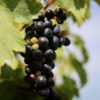南仏の代表的なブドウ品種